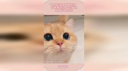 娱乐吃瓜酱小猫民宿,娱乐吃瓜酱的温馨食宿之旅